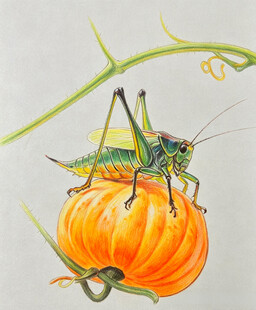 南瓜上的蝈蝈插画