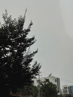 阴天城市树木远景