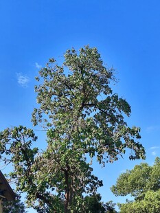 晴空下的葱郁树木