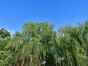 晴空下的垂柳