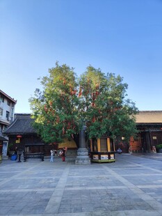 古镇广场绿树蓝天