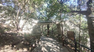 林间阳光步道