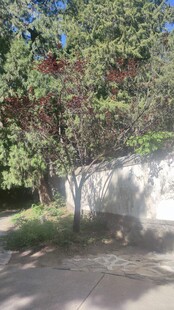 路边绿树自然风景