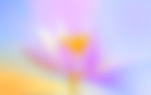 梦幻柔焦花卉背景