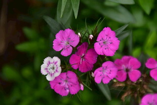 石竹花