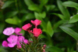 石竹花