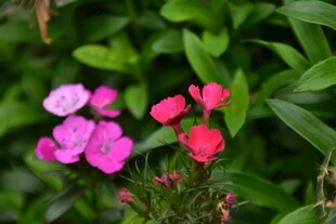 石竹花