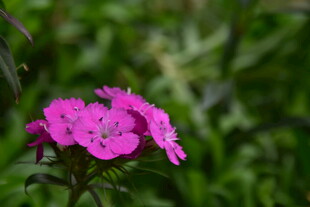 石竹花