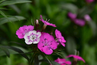 石竹花
