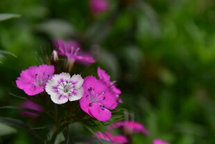 石竹花