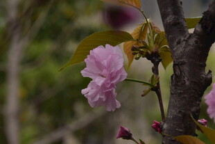 春日粉樱花