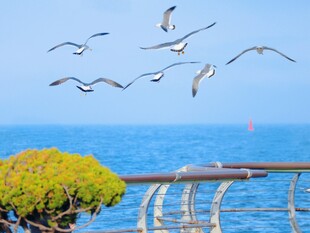 碧海蓝天群鸥齐飞