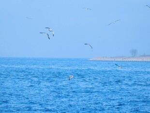 碧海蓝天飞鸟海景