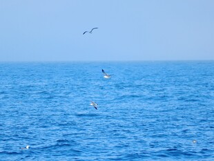 碧海蓝天飞鸟