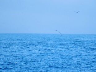 碧海蓝天飞鸟海景
