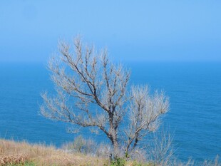 海边孤树晴空海景