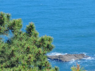 碧海青松海岸风光