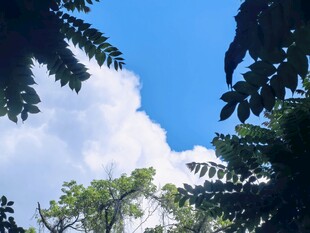 林间仰观蓝天白云