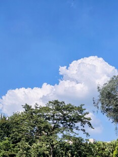 晴空下的绿树与白云