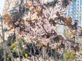 春日烂漫樱花枝