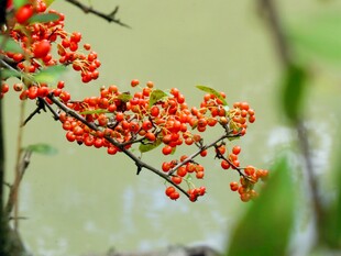 枝头红果