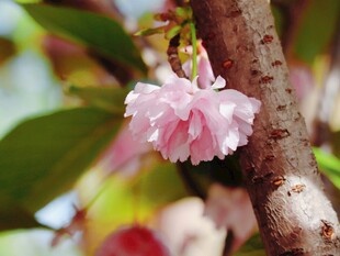 枝头粉色樱花