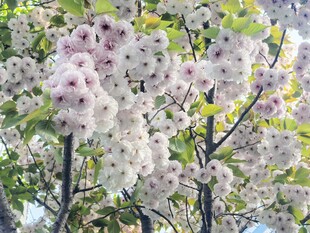 春日泡桐花满枝