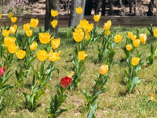 春日公园郁金香花丛