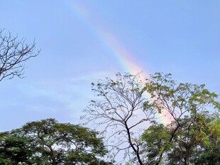 树梢上空的彩虹