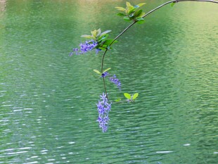 临水紫花垂枝小景