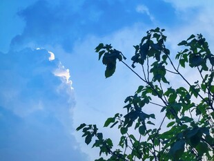 晴空下的枝叶