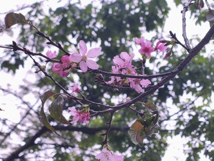 春日枝头粉花盛放