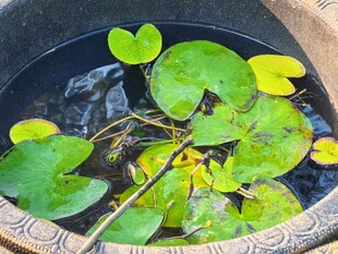 水生浮叶绿植