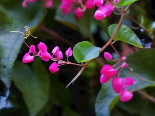 粉花绿叶