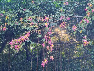 春日垂枝粉花小景