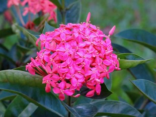 艳丽粉色龙船花