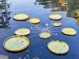 水面漂浮的王莲叶片