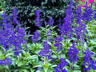 紫色鼠尾草花丛
