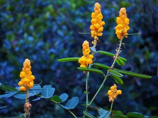 野外黄色穗状花卉