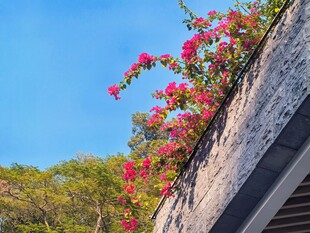 檐角红花映蓝天
