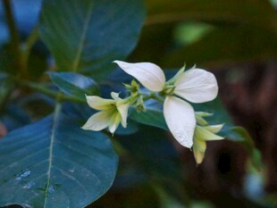 清新白色小花
