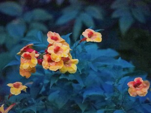 暗调朦胧写意花卉