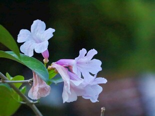 清新淡粉花卉