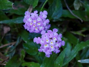 紫色花簇绿植