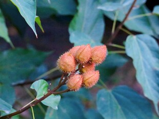 枝头红色野果