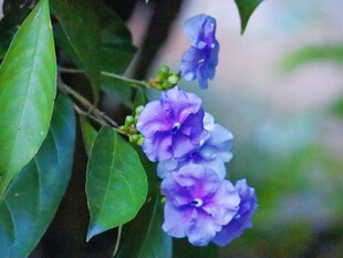 蓝紫色花卉枝叶