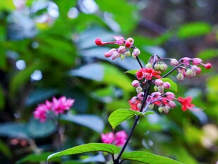 柔焦粉花绿植