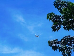 蓝天绿树景致