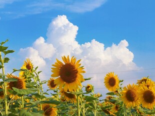 蓝天下的向日葵花田