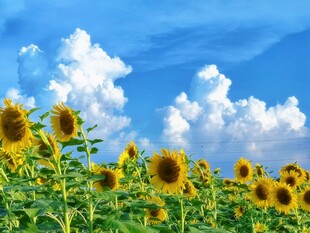 蓝天下的向日葵花田